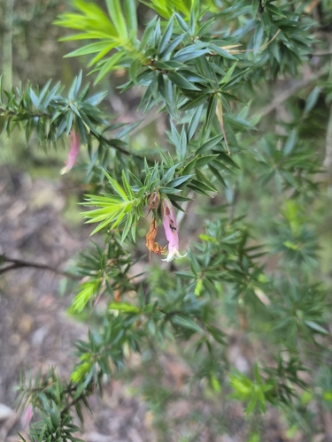 Epacris calvertiana, 2026-10-11