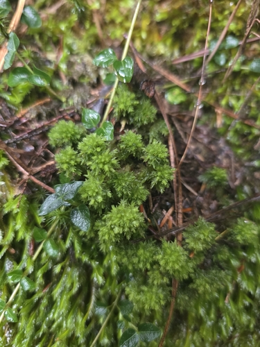 Sphagnum compactum observed 2026-10-10