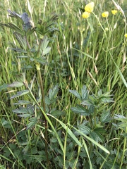 Thalictrum flavum