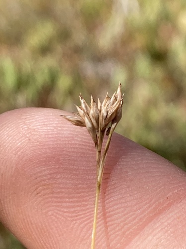 Rhynchospora alba observed 2026-10-10