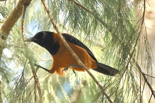Pitohui dichrous observed 2026-09-26