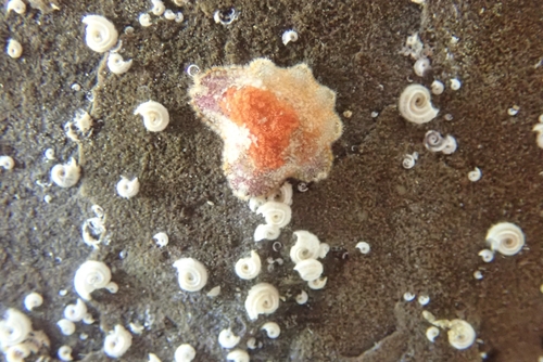 Aquilonastra anomala observed 2026-10-09