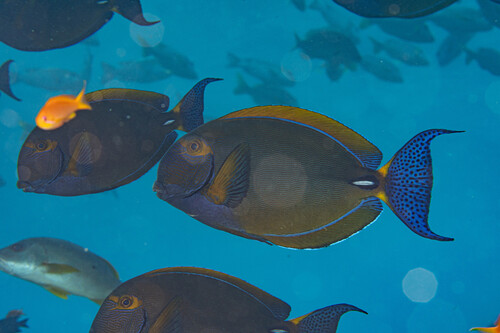 Acanthurus dussumieri observed 2026-10-10