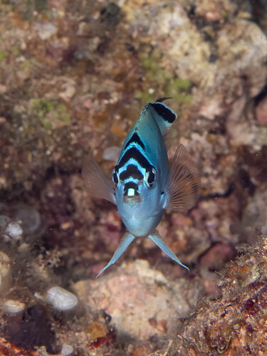 Genicanthus observed 2026-10-10