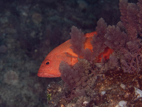 Cephalopholis urodeta observed 2026-10-10