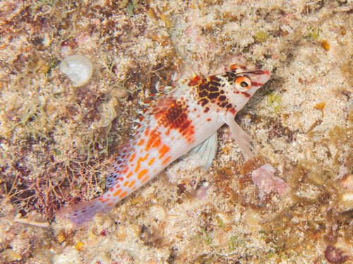 Cirrhitichthys falco observed 2026-10-10