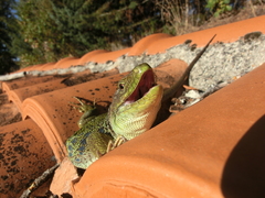 Timon lepidus lepidus