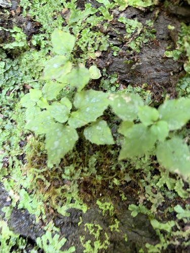 Circaea alpina observed 2026-10-10