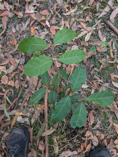 Euroschinus falcatus, 2026-10-03