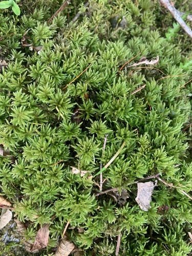 Leucolepis acanthoneura observed 2026-10-10