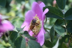 Apis mellifera