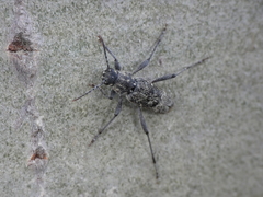 Xylotrechus rusticus