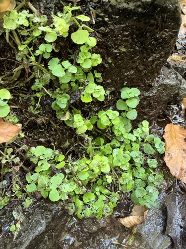 Chrysosplenium americanum observed 2026-10-10