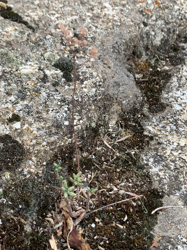 white stonecrop