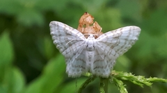 Asthena albulata