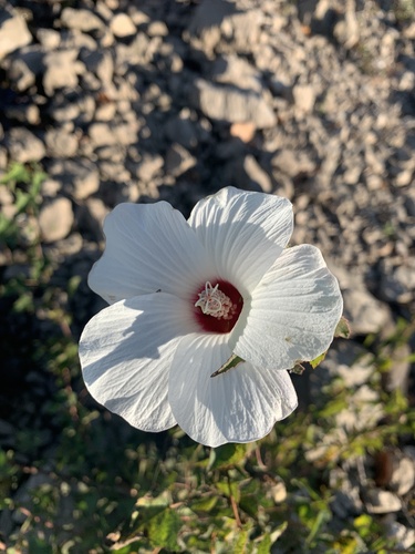 Halberd-leaf Rosemallow