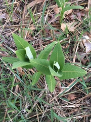 Asclepias syriaca