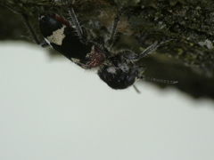 Clerus mutillarius