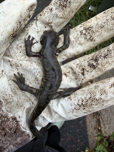 Blotched Tiger Salamander