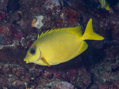 Siganus corallinus observed 2026-10-10