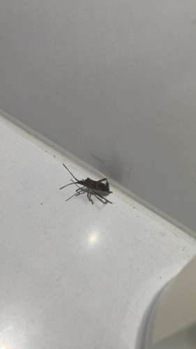 Western Conifer Seed Bug