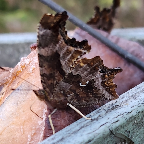Eastern Comma