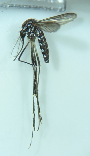 Asian Tiger Mosquito