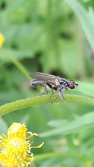 Cordilura