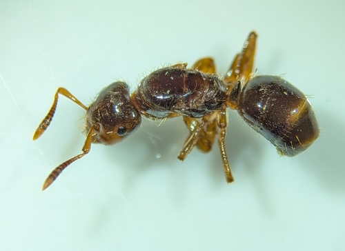 Common Citronella Ant