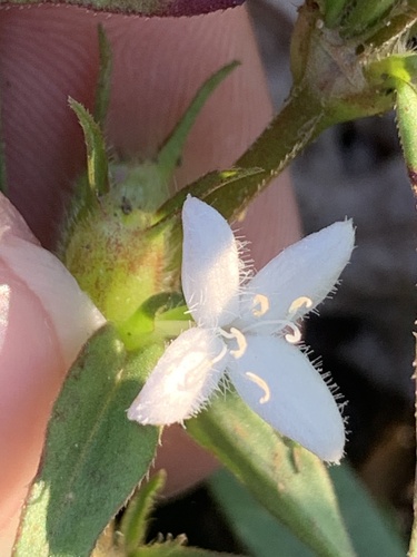 buttonweed