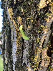 Orthosia hibisci