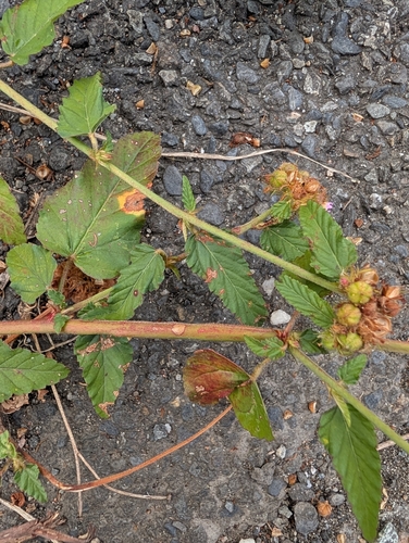 Melochia corchorifolia observed 2026-10-11
