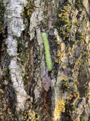 Orthosia hibisci