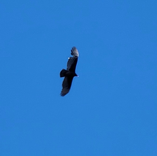 Turkey Vulture