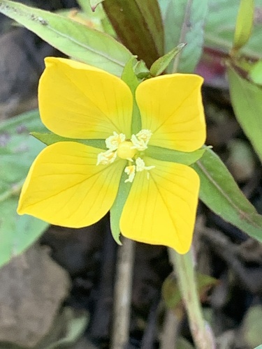 Wingleaf Primrose-Willow