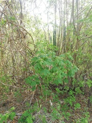 Gyrocarpus jatrophifolius