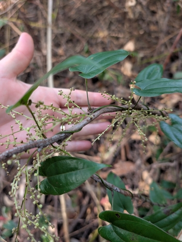 Dioscorea transversa, 2026-10-10