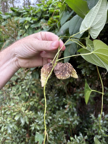 Dioscorea alata observed 2026-10-10