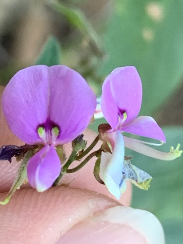 panicled ticktrefoil