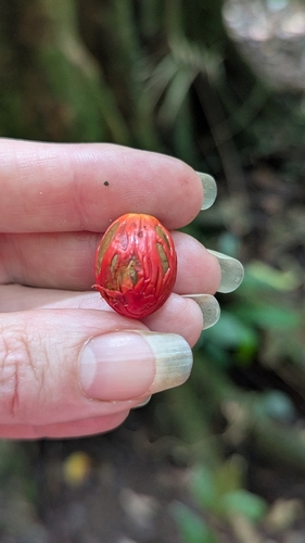 Myristica globosa observed 2026-10-03