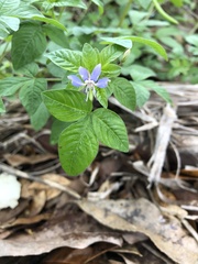 Cleome rutidosperma