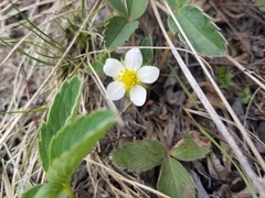 Fragaria virginiana glauca