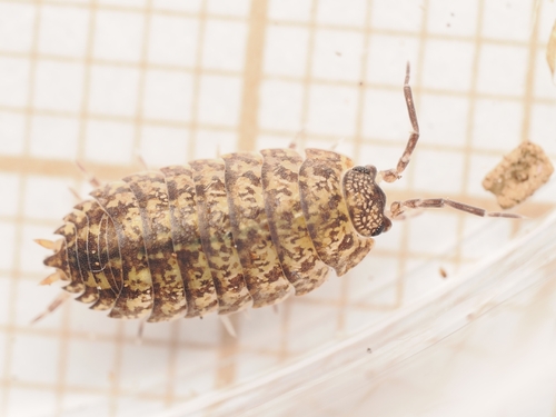 Porcellium collicola