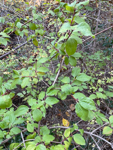 Philadelphus lewisii, 2026-10-10