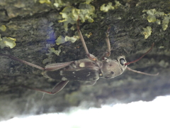 Xylotrechus smei