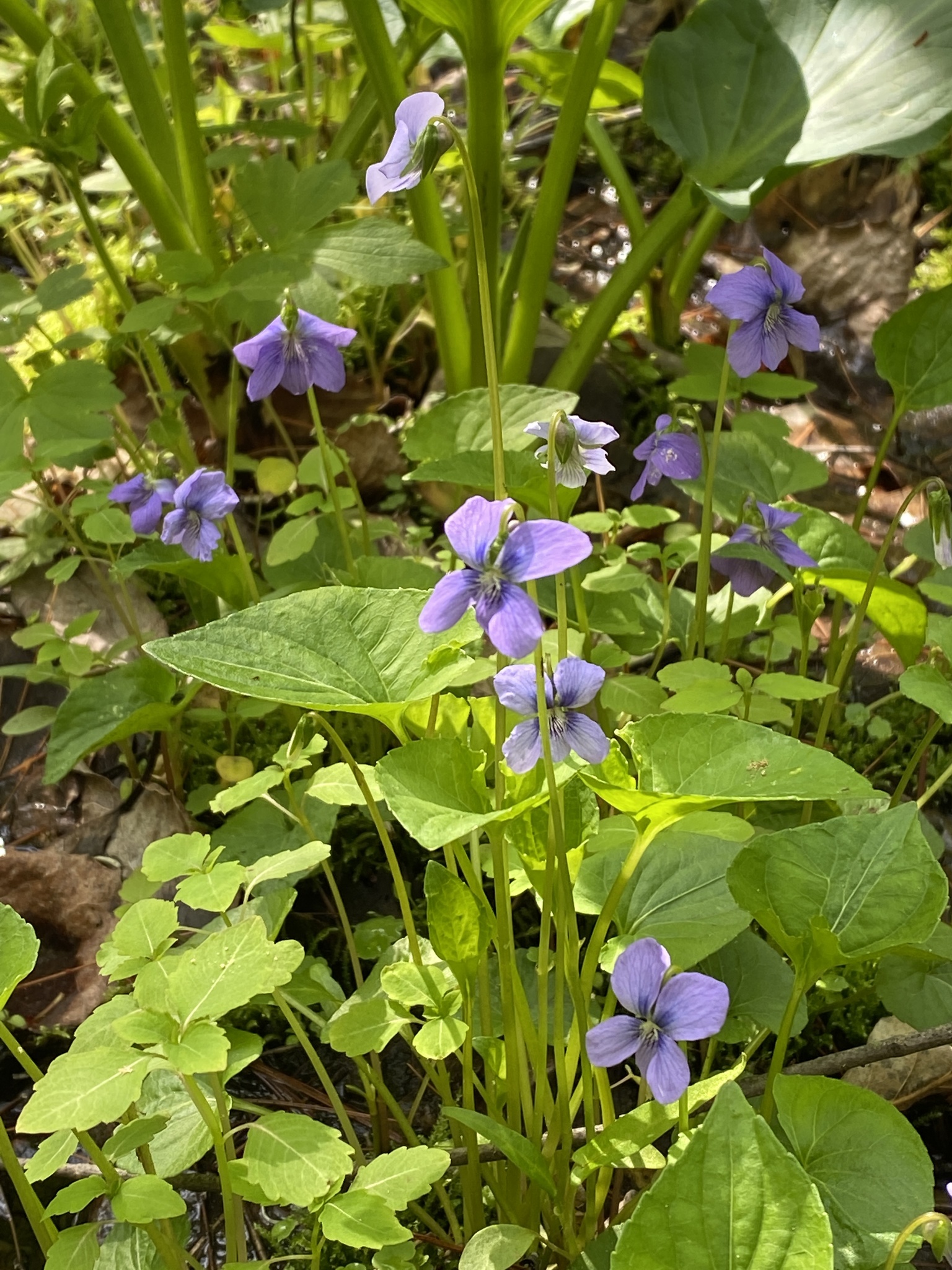Viola cucullata