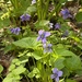 Viola cucullata - Photo (c) Dra. Leah,  זכויות יוצרים חלקיות (CC BY-NC), uploaded by Dra. Leah