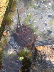 Limulus polyphemus