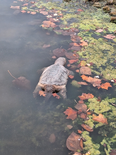 Common Snapping Turtle observed by smiddleton117