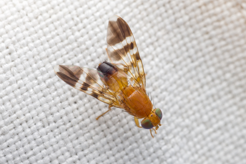Euphranta leichhardtiae